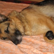 Večerní siesta