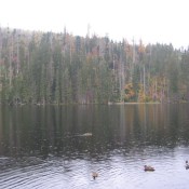 Prášilské jezero za deště