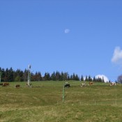 Kvilda-v zimě děti, v létě krávy