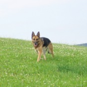 Krásná fotka Pelly