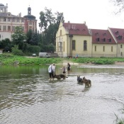 Smečka se brodí-Pella,Ywe,Zolly