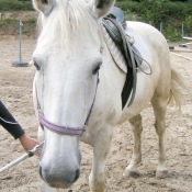 Krásná hlava