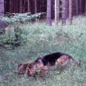 Tady určitě rostou