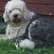 Krasavice Dona