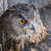 V soukromé ZOO