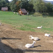 Pohodička