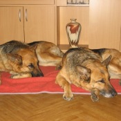 Dobrou noc, Pellčo a Zollčo