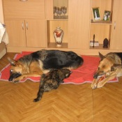 Svorně ve třech
