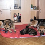 Večerní domácí siesta ve třech