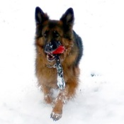 Nessie s míčkem ve sněhu