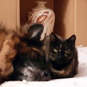 Společný odpočinek Nessie a Kočička
