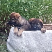 Mamka Gali, děti Jazz a Jessy a strýc Danťa