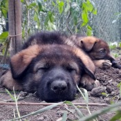 Dobrou noc a sladké sny