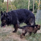 Malý a velký, Danťa a Jazzík