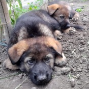 Zase jsme si ustlali  v rajčatech