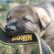 Jessy  - boj s foťákem