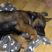 Na noc si ustlal v ložnici vedle pánečka Marka